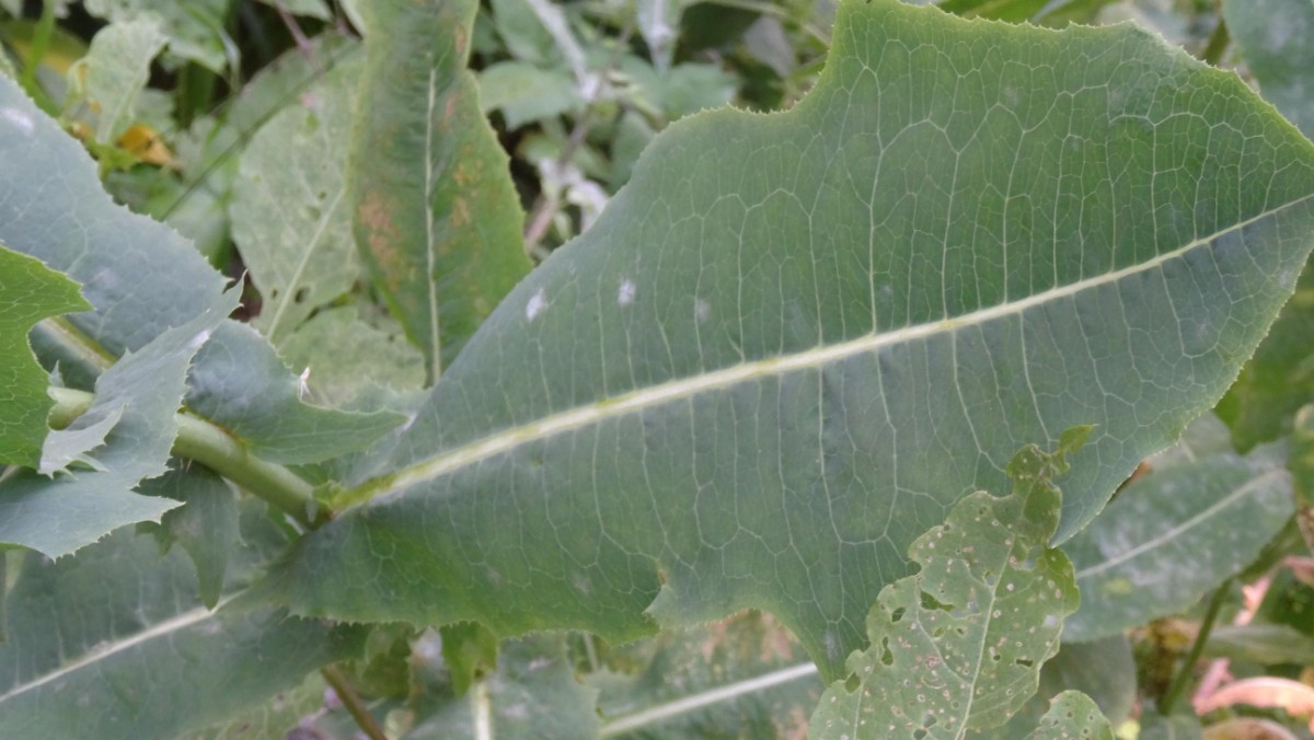 (5) Blatt von oben.JPG
