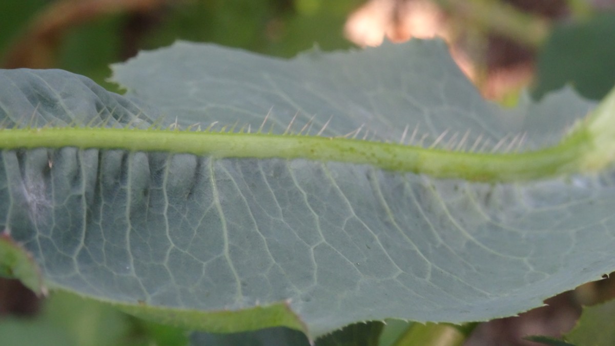 (6) Blatt von unten.JPG