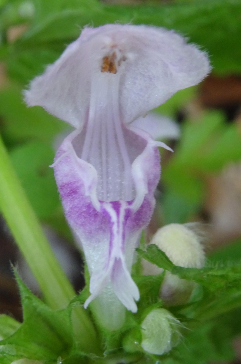 (2) Blüte von Vorne.JPG