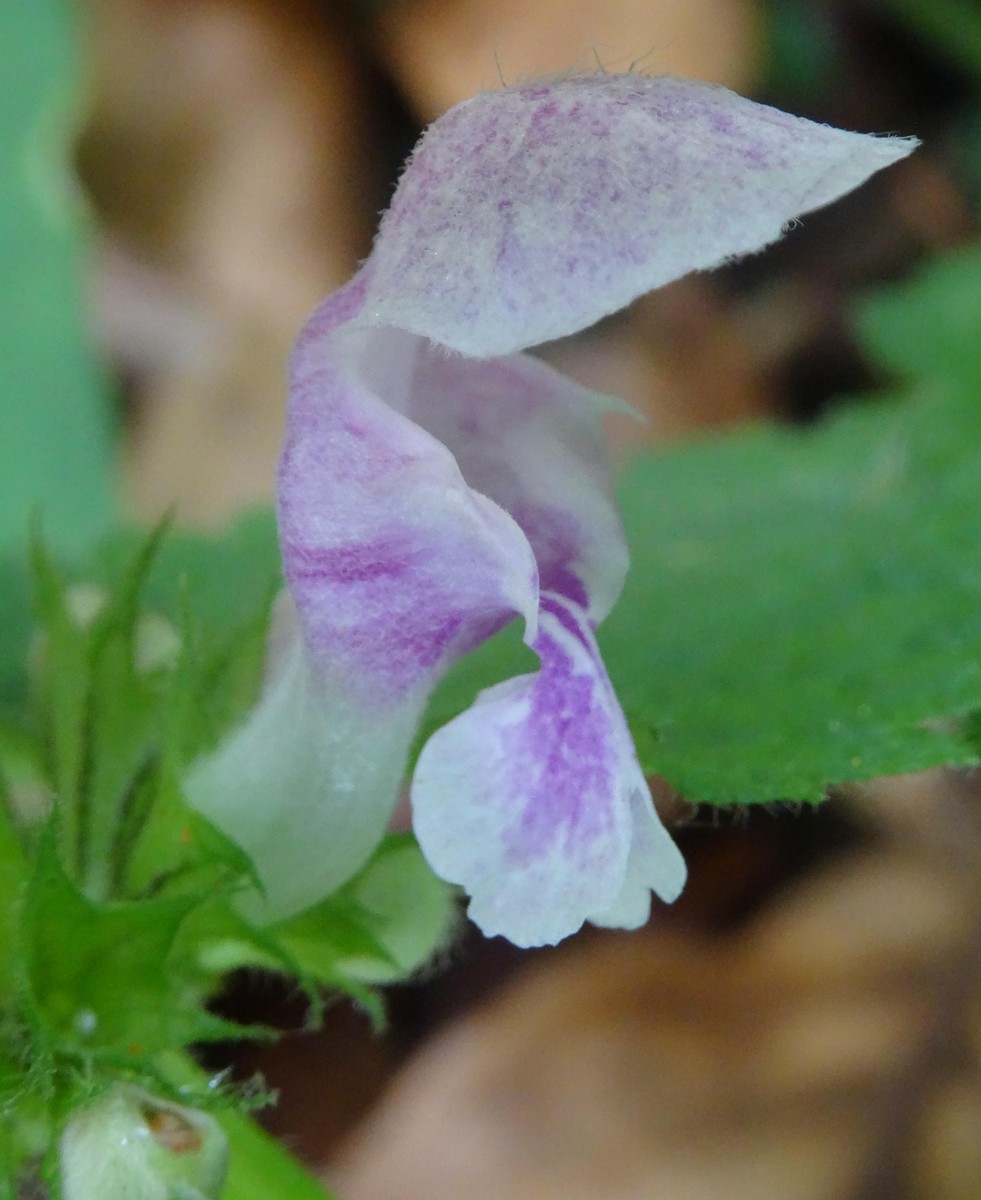 (3) Blüte von der Seite.JPG