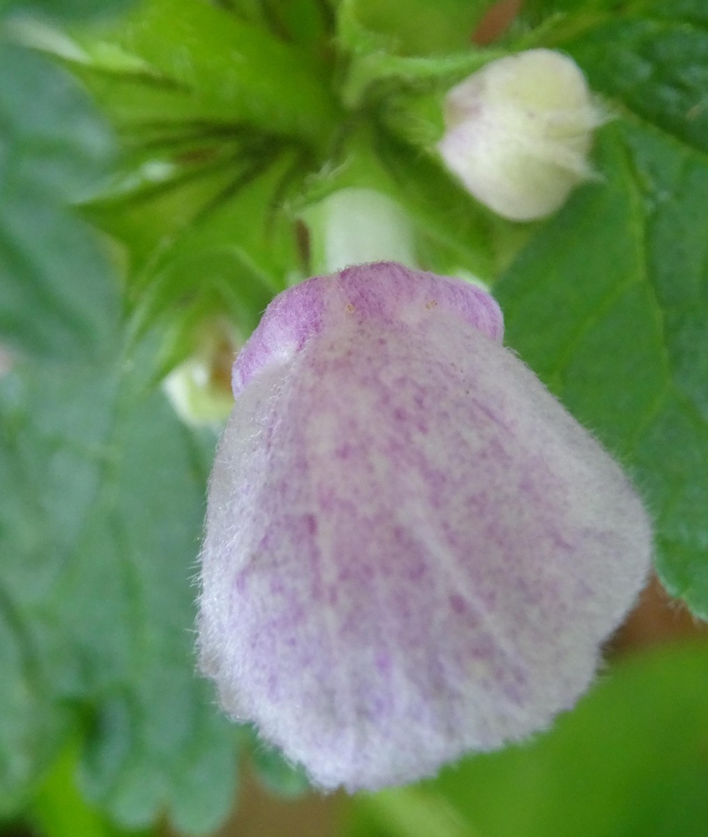 (4) Blüte von oben.JPG