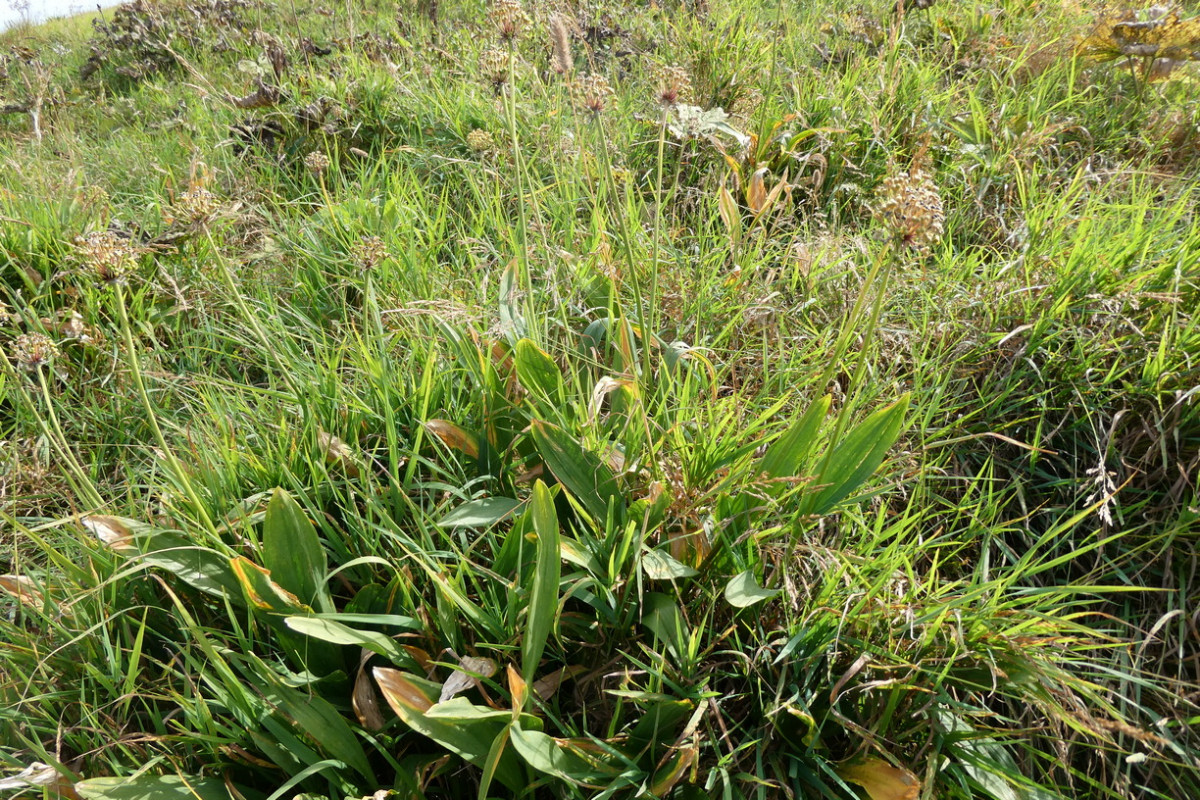 Allium victorialis.JPG