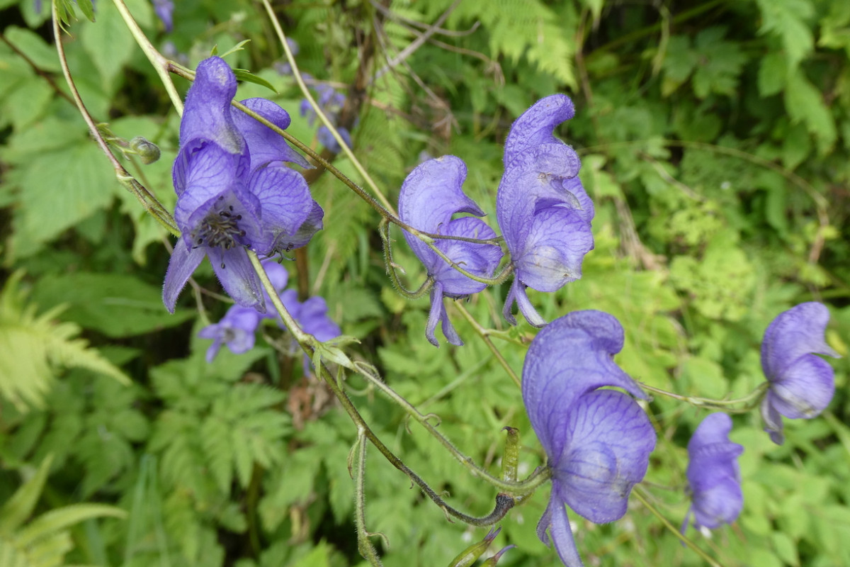 Aconitum 1.JPG