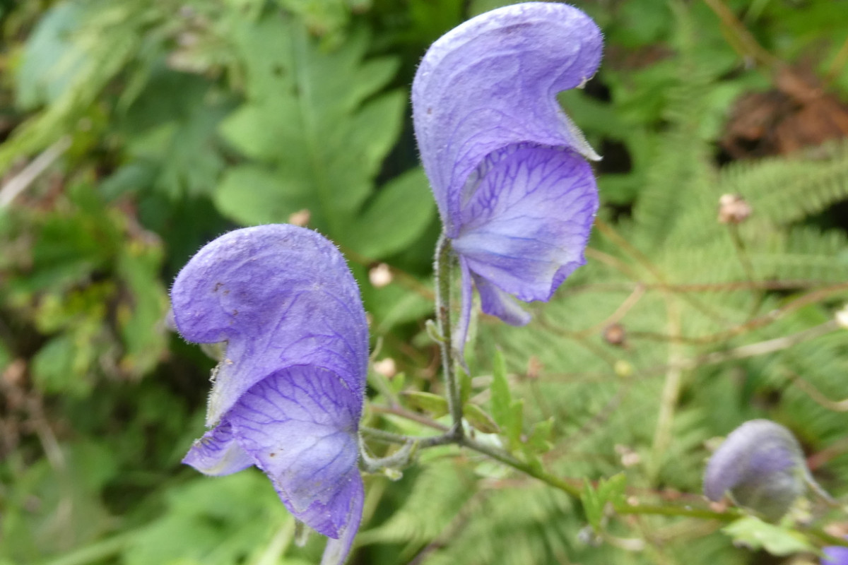 Aconitum 2.JPG
