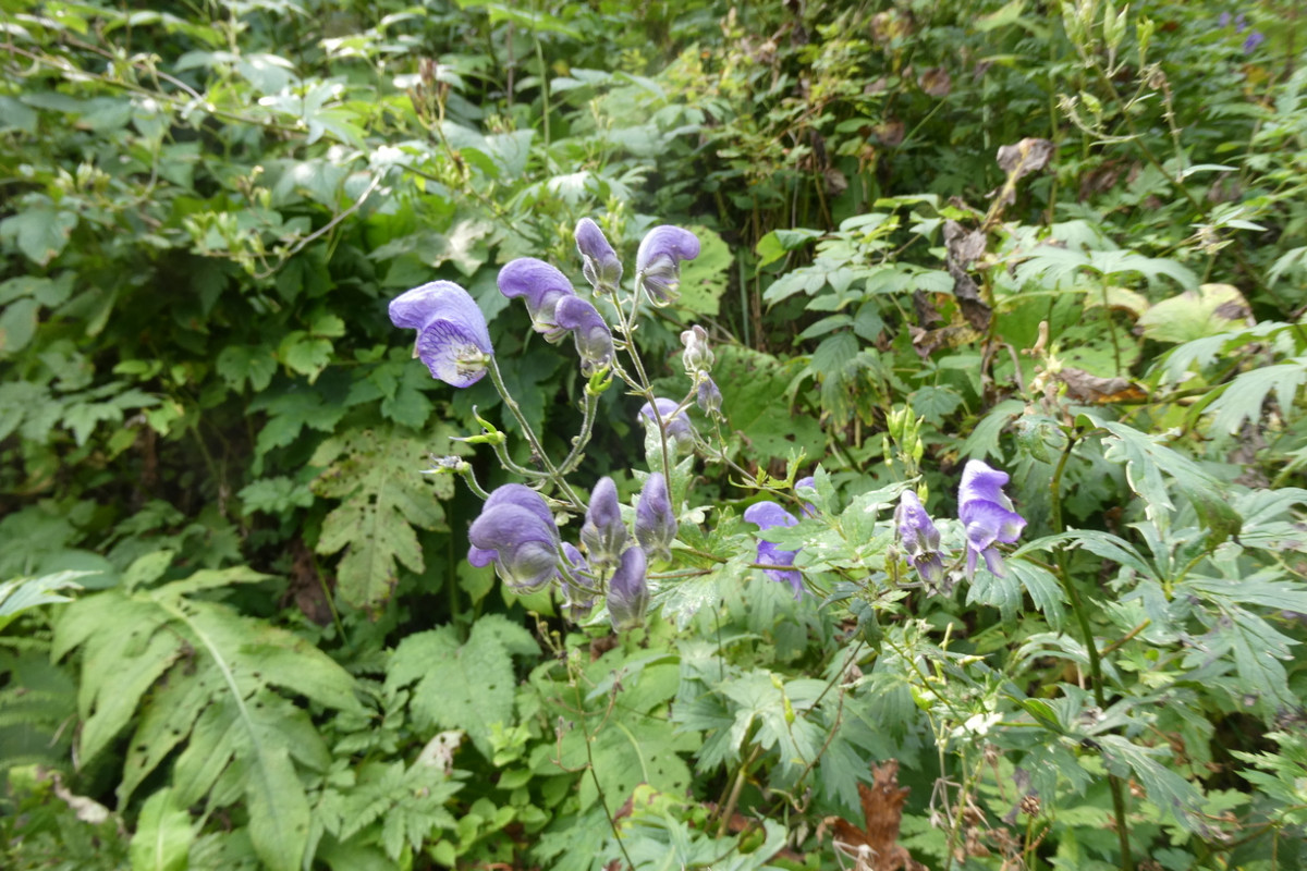 Aconitum 3.JPG