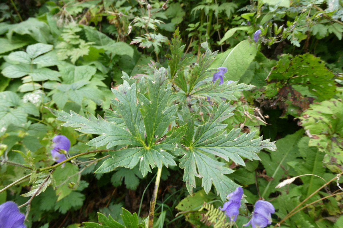 Aconitum 4.JPG