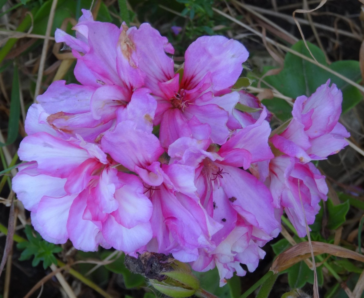 (1) Blüten).JPG