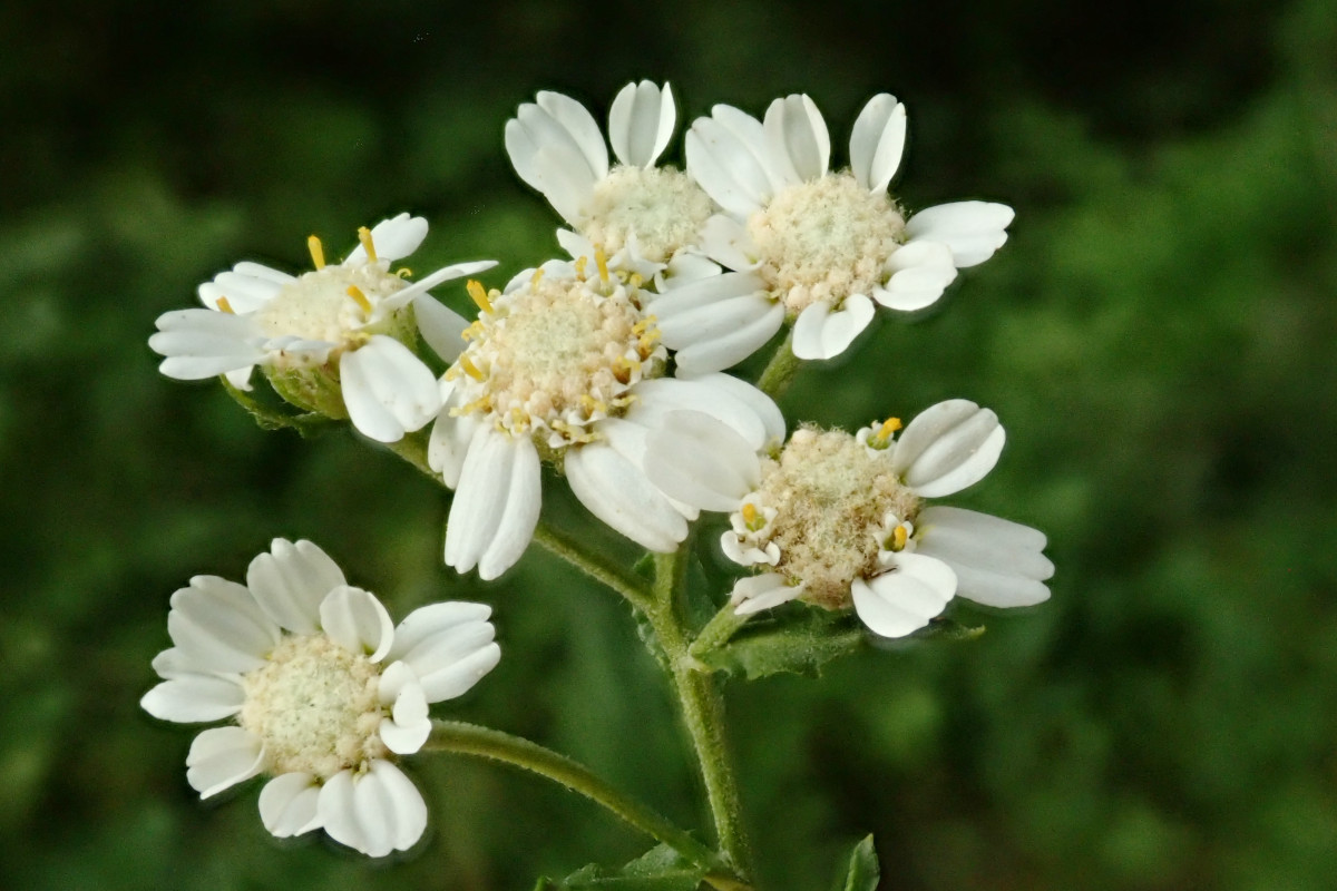 Achillea ptarmica-a_Ende August 2024.jpg