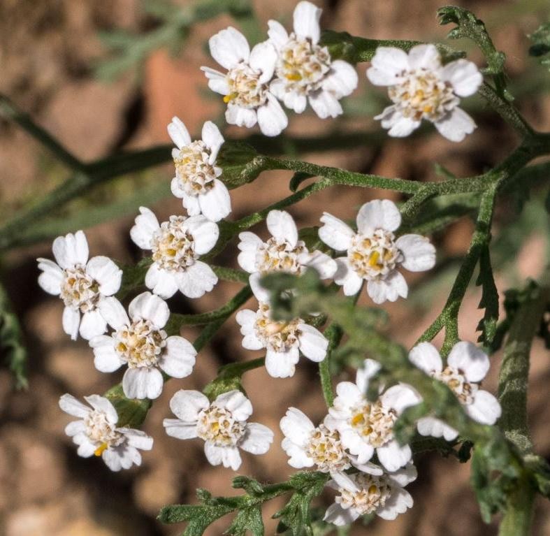 (2) Blüten.jpg