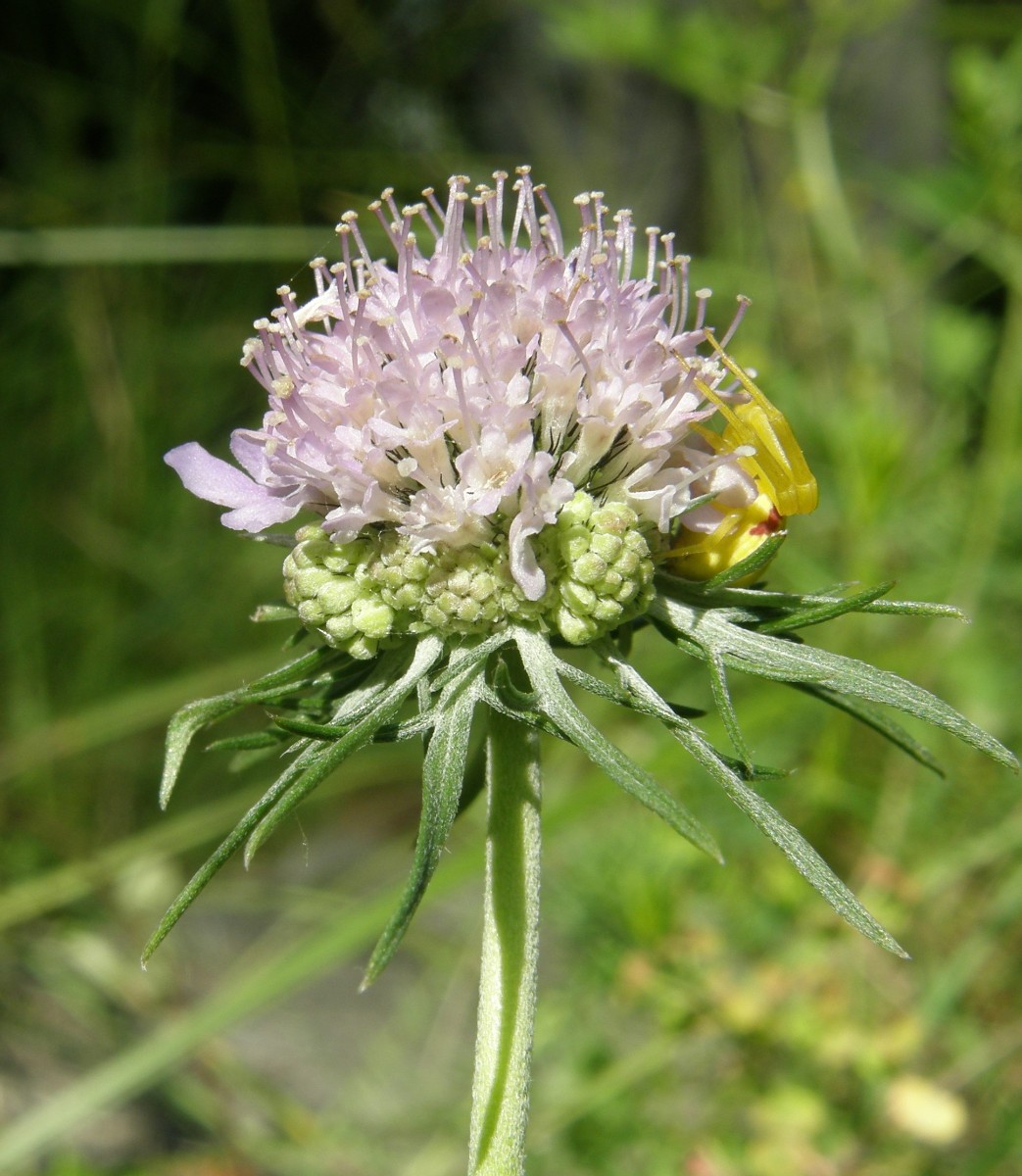 05c Knautia Seitenköpfchen.JPG