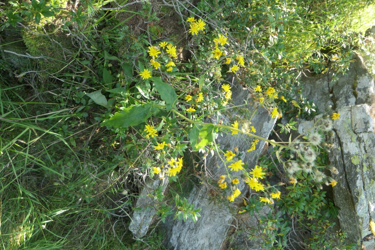 Hieracium Giw-Gibidum VS 2024-08-28  (1).JPG