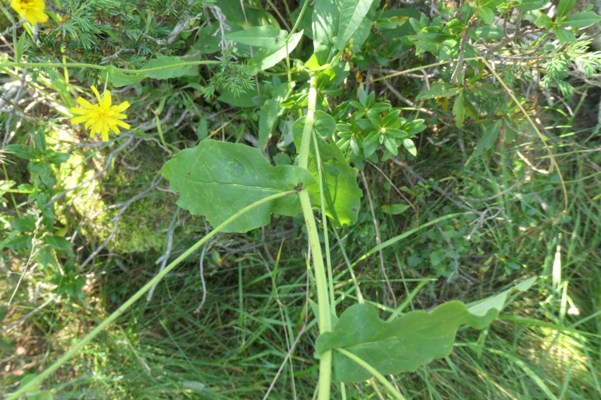 Hieracium Giw-Gibidum VS 2024-08-28  (2).JPG