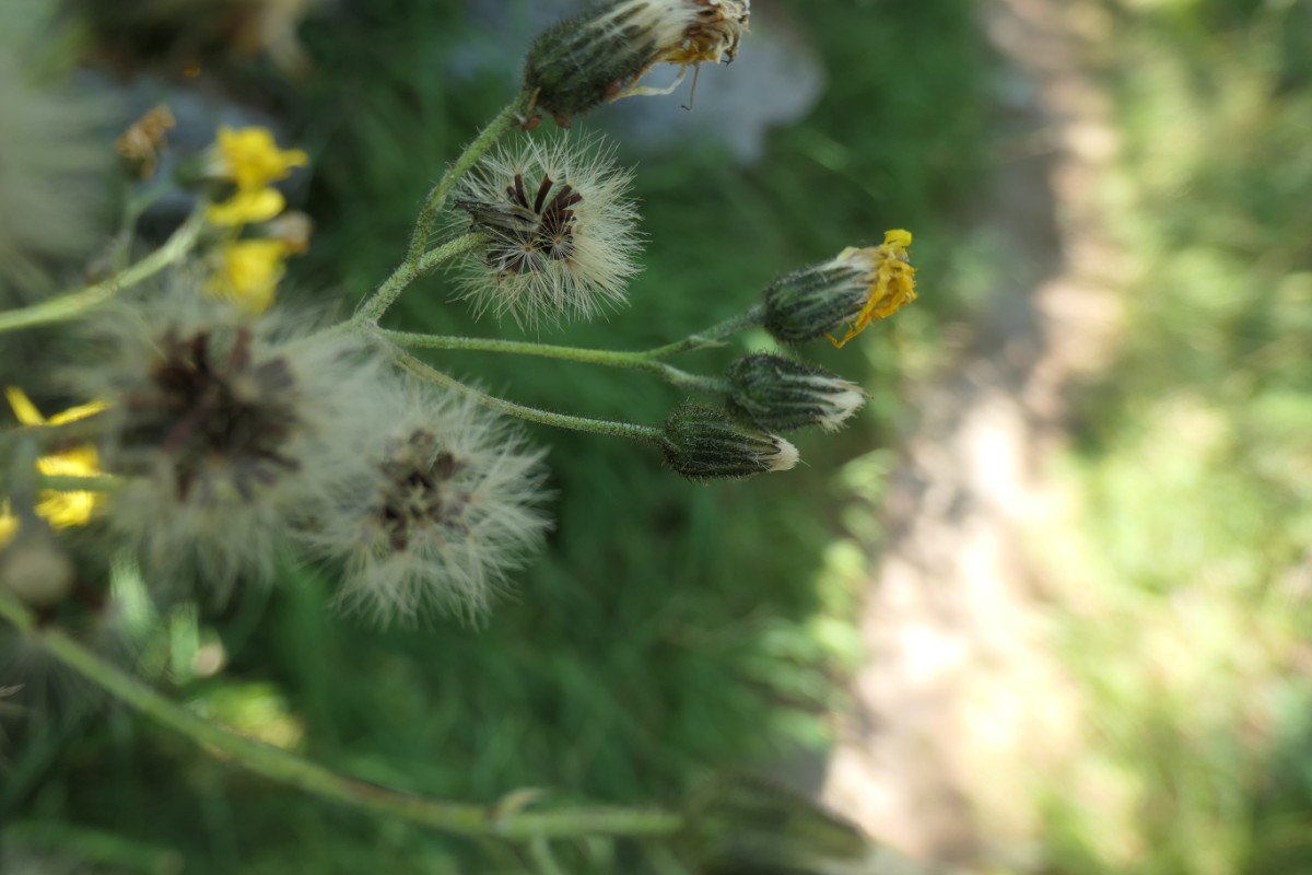 Hieracium Giw-Gibidum VS 2024-08-28  (3).JPG