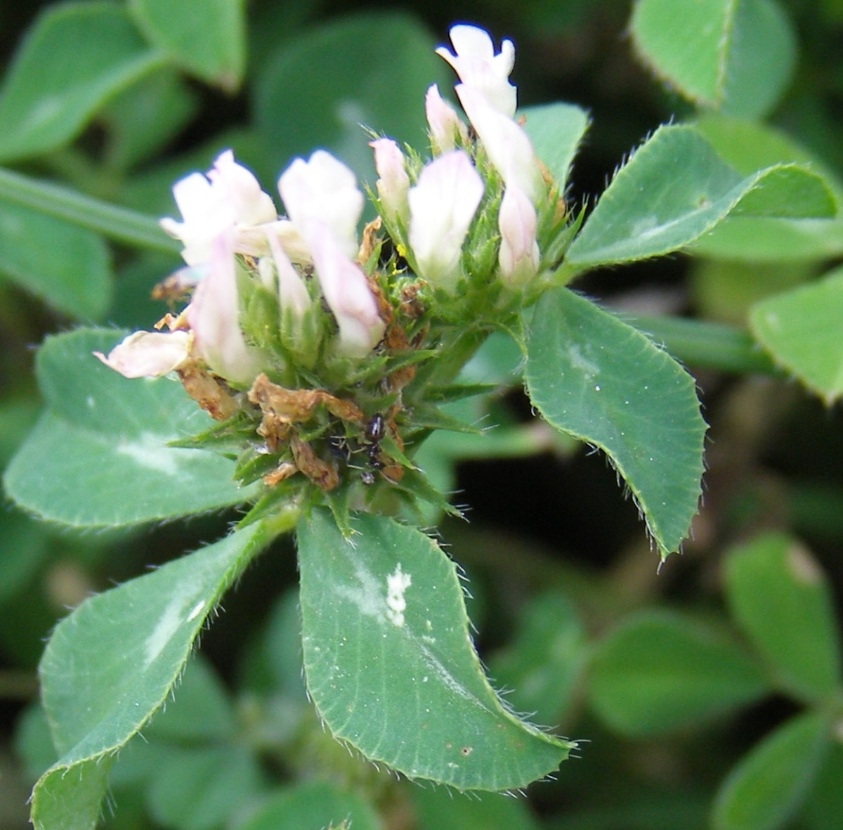 Trifolium _2_Bulgaria.jpg
