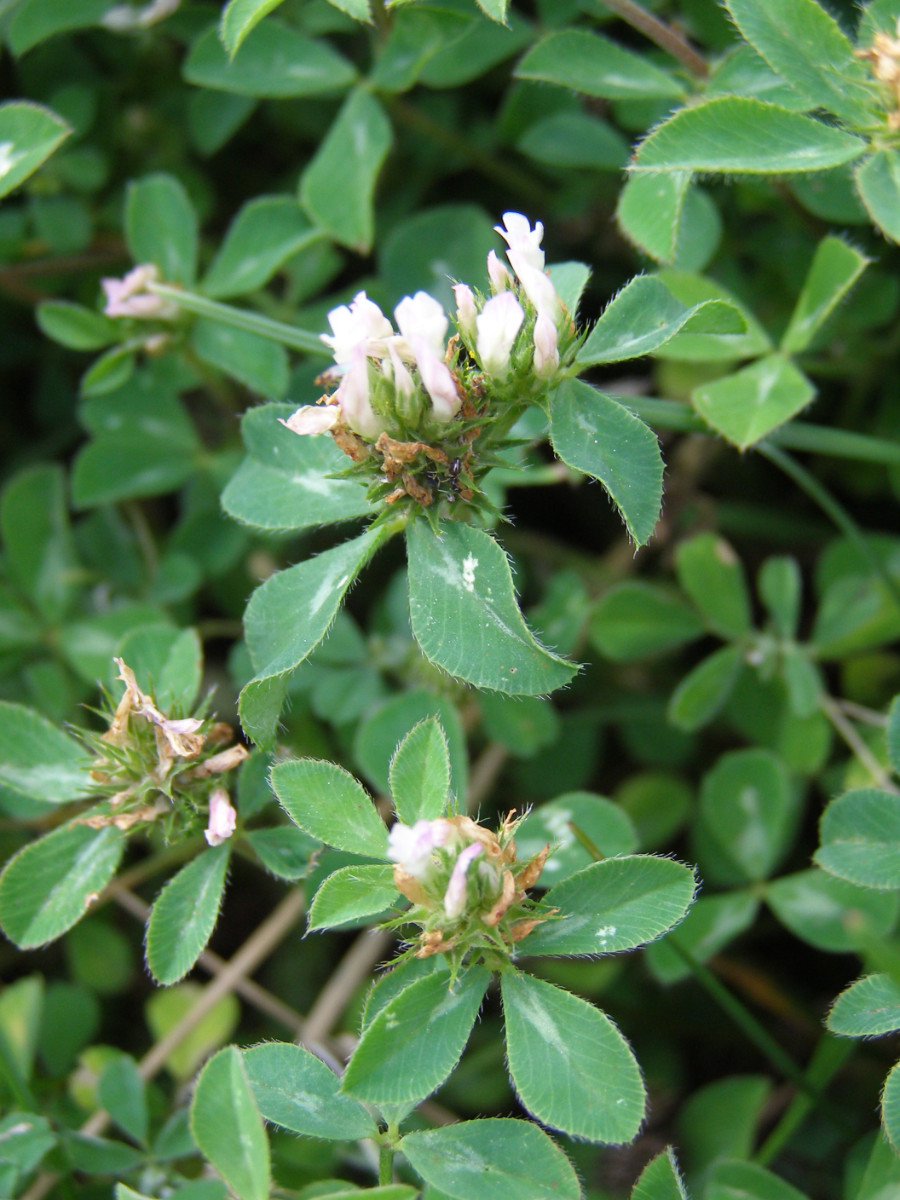Trifolium _Bulgaria.JPG