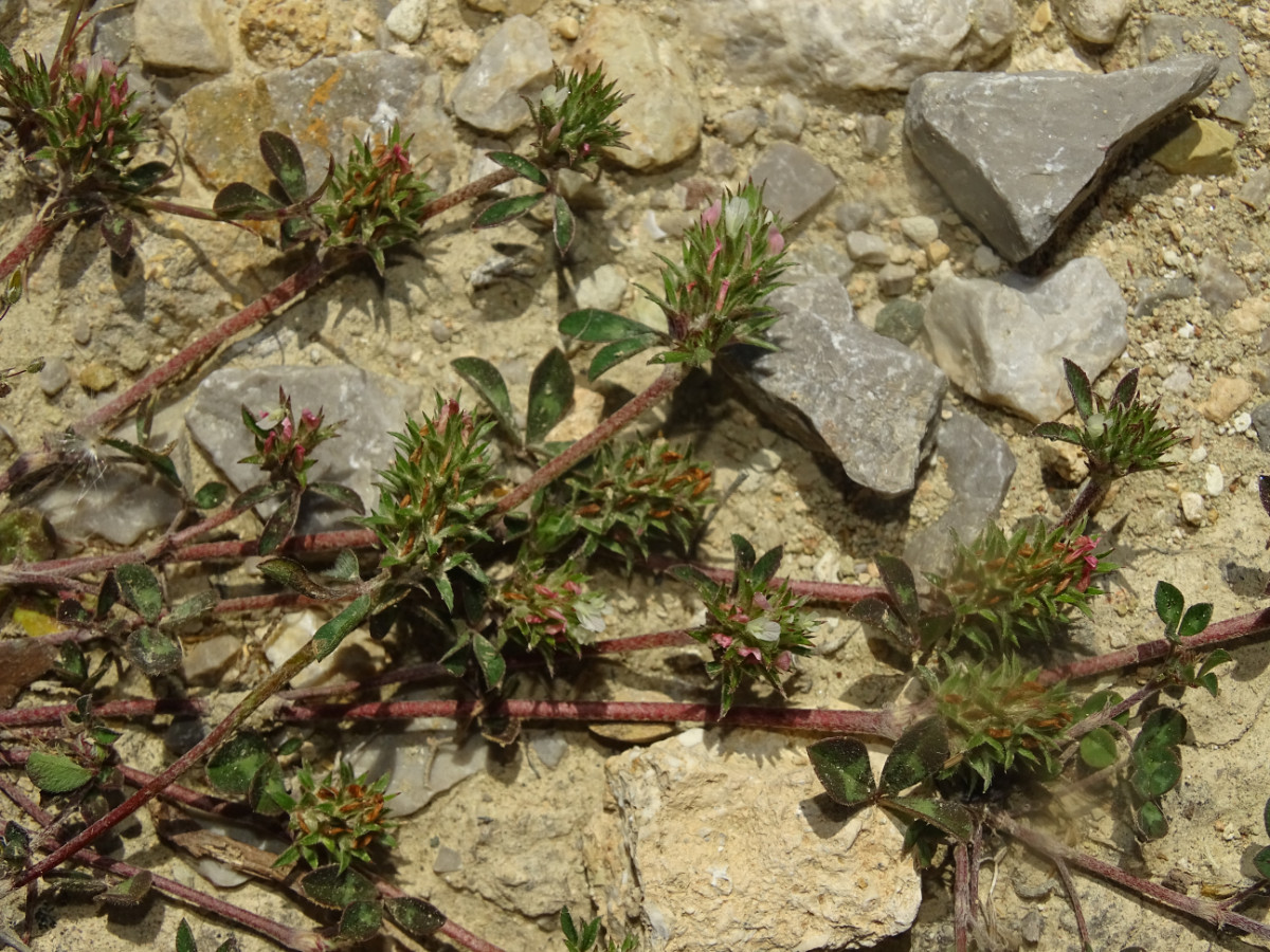 Trifolium scabrum.JPG