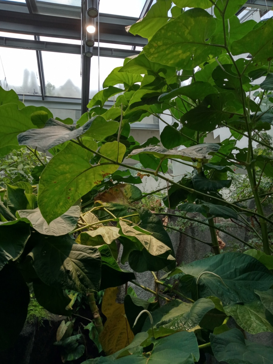 Araceae 2.jpg