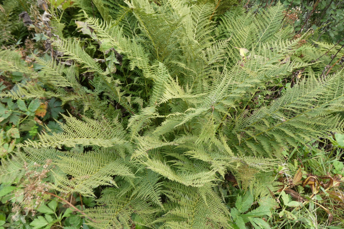 Athyrium distentifolium 1.JPG