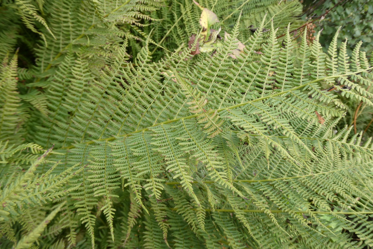 Athyrium distentifolium 2.JPG