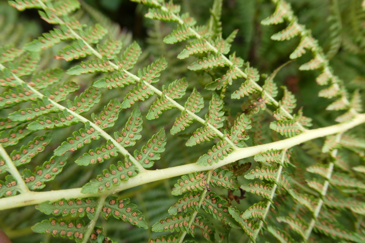 Athyrium distentifolium 3.JPG