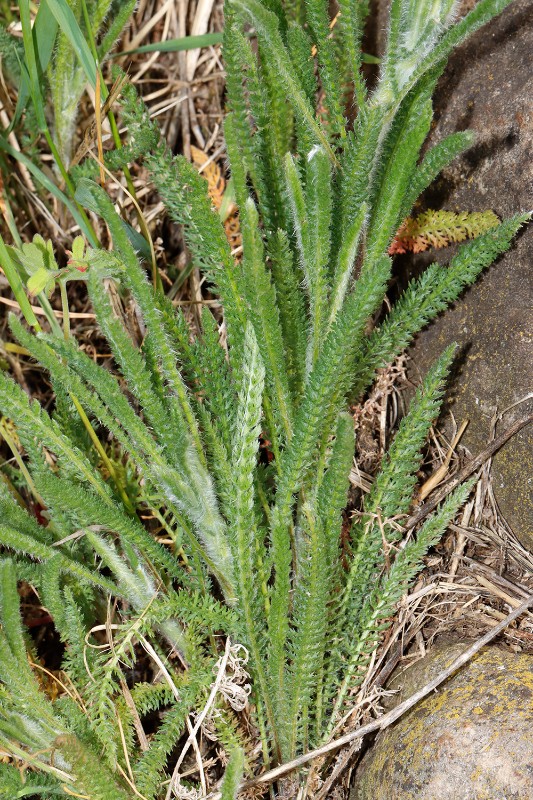 Achillea setacea Magerrasen KönnernSaale ST A01.jpg