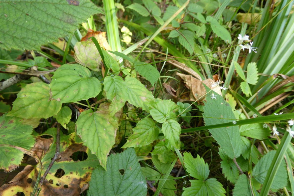 Circaea x intermedia 1.JPG