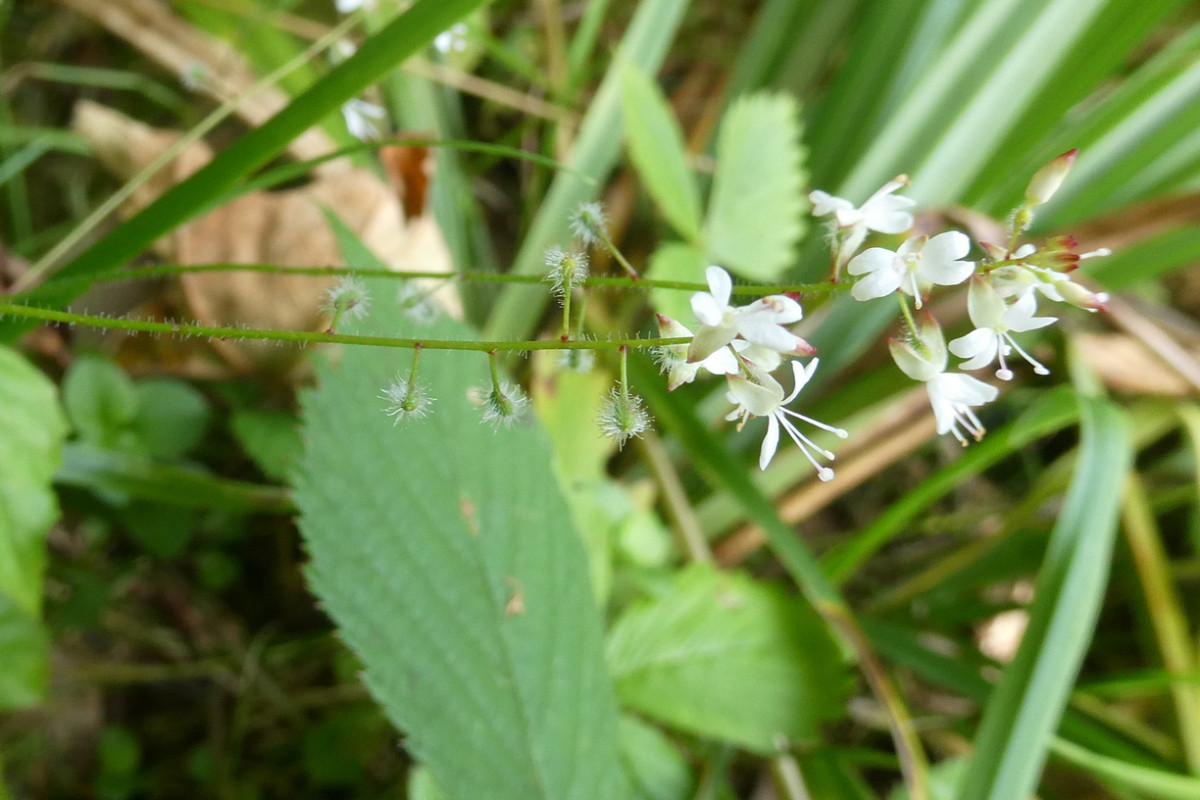 Circaea x intermedia 2.JPG