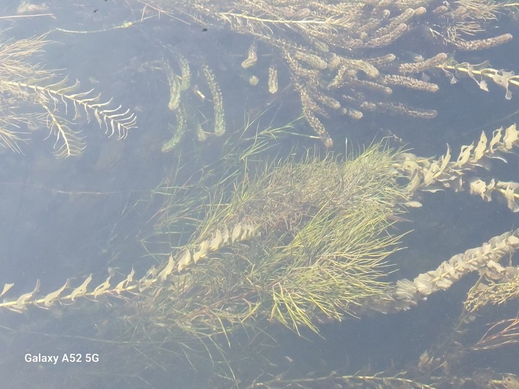 2024-09-06_Potamogeton perfoliatus 3_Stadtbach Wolfzahnau Augsburg.jpg