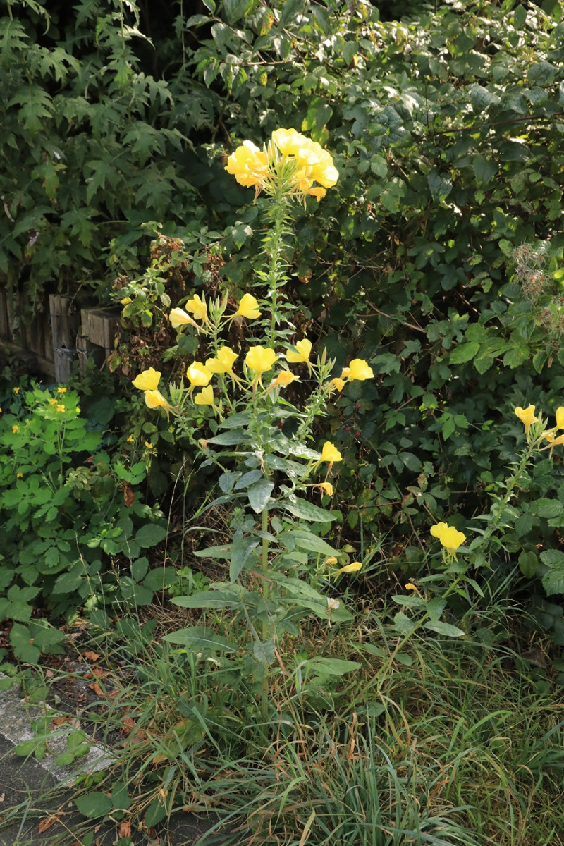 k-Oenothera_01.JPG