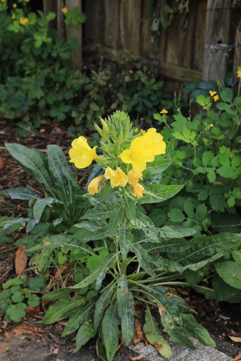 k-Oenothera_02.JPG