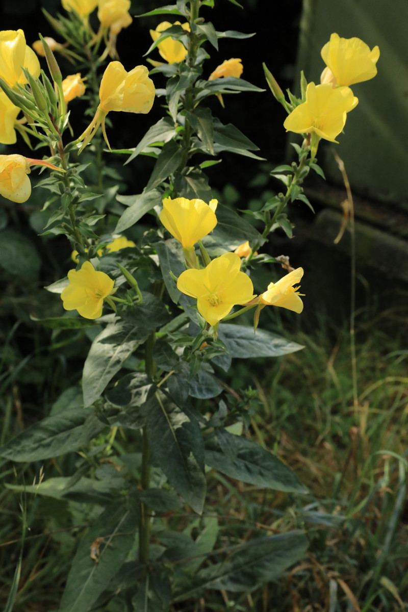 k-Oenothera_03.JPG