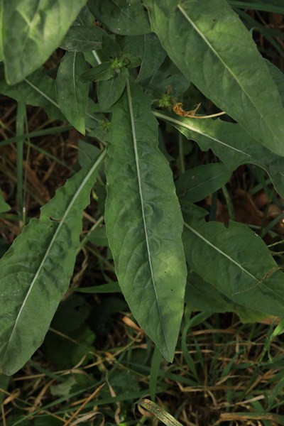 k-07a-Blattoberseite.JPG