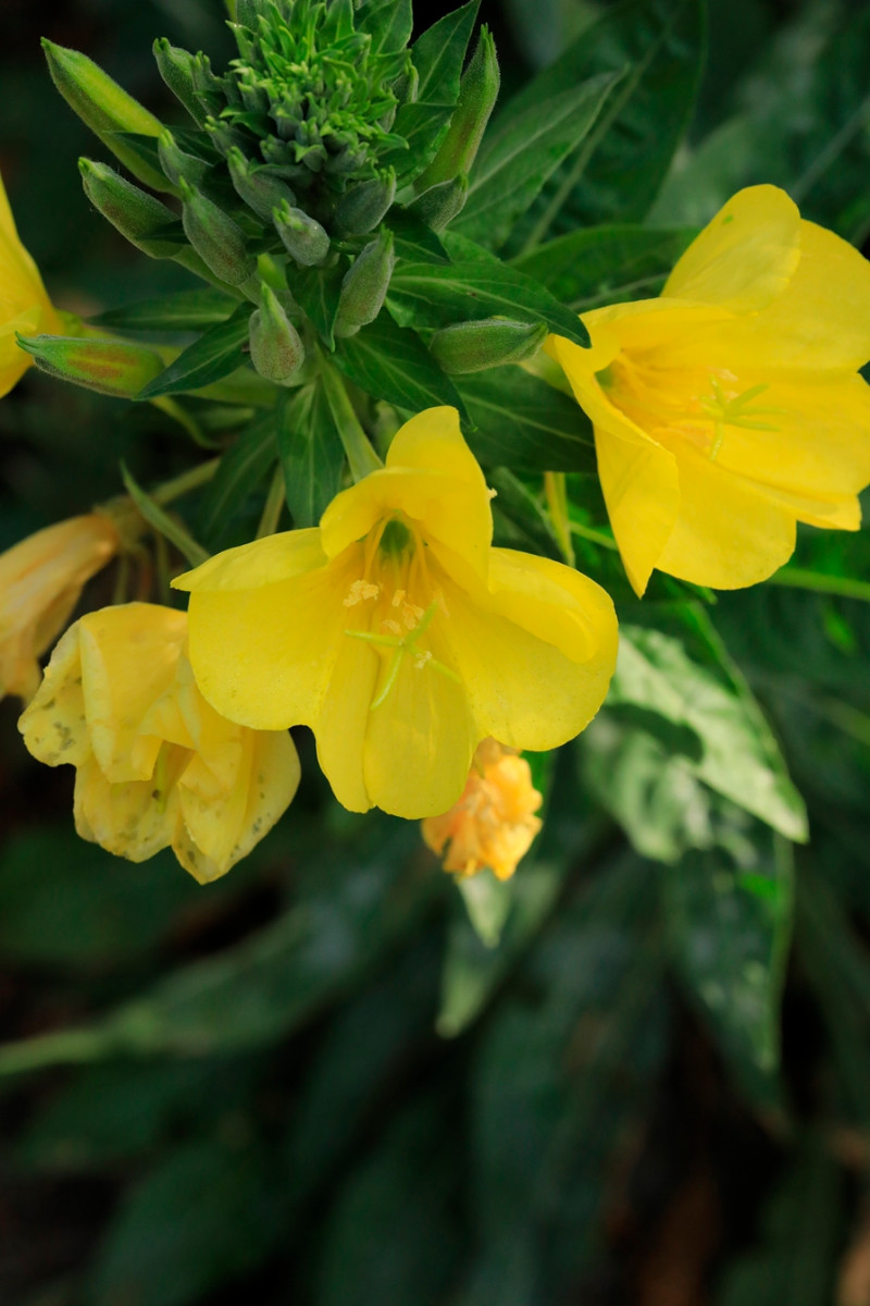 k-08_Blüte.JPG
