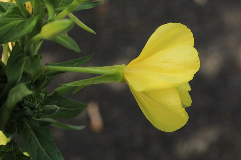 k-09-Blüte.JPG
