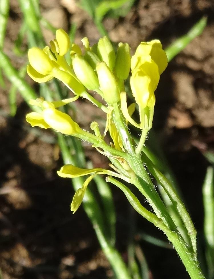 (5) Blüten.jpg