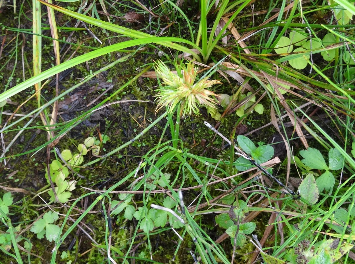 (1) Habitus).JPG