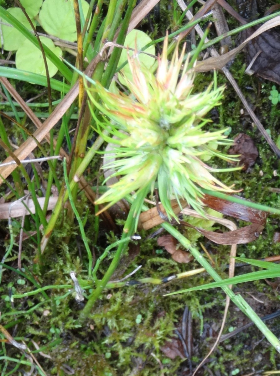 (4) Stängel  mit Blüte.jpg