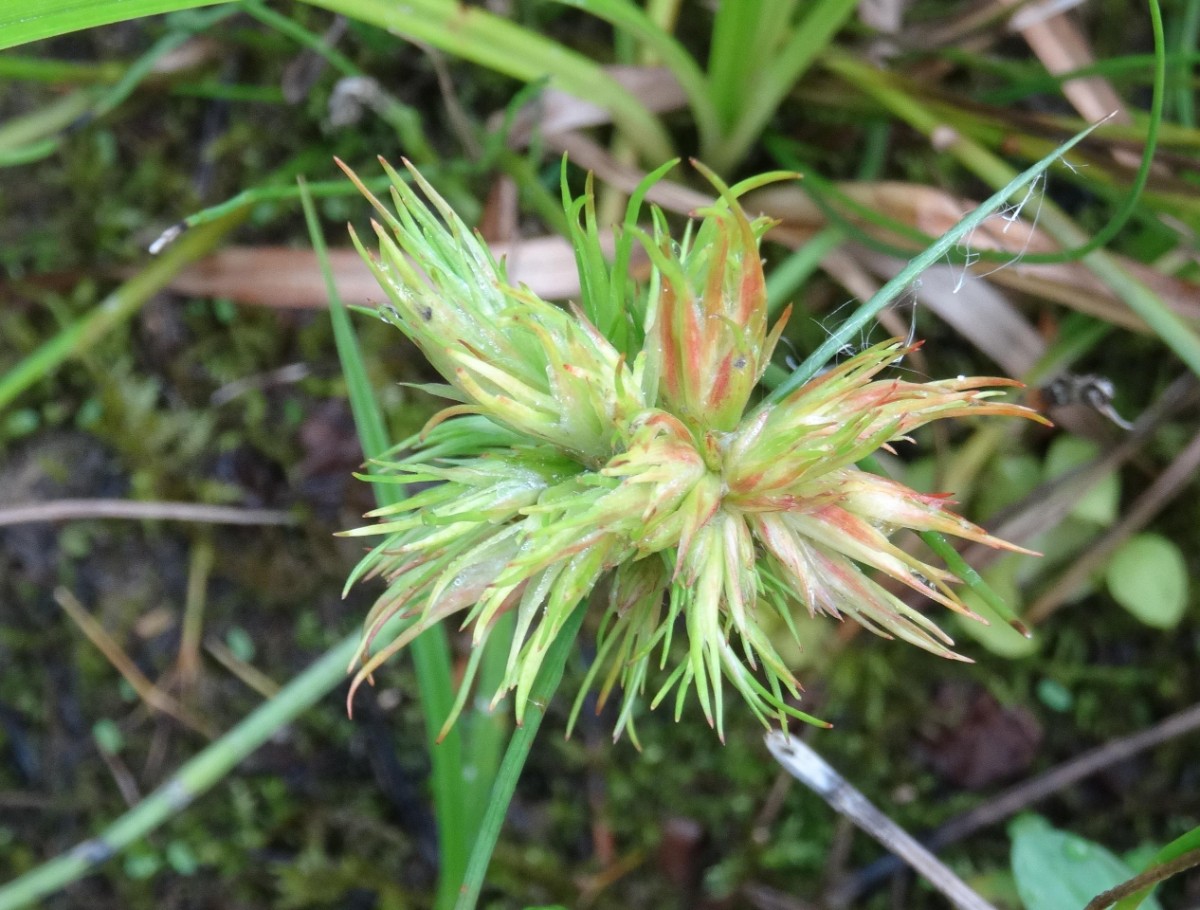 (5) Blüte von oben.JPG