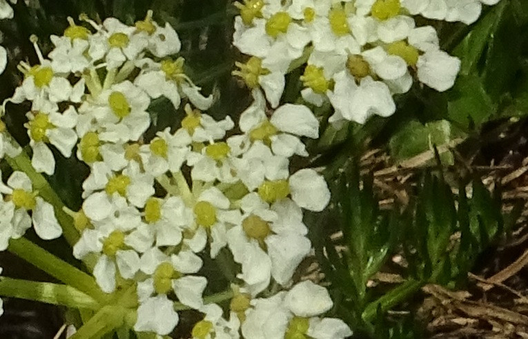 Chamaesciadium acaule2.jpg
