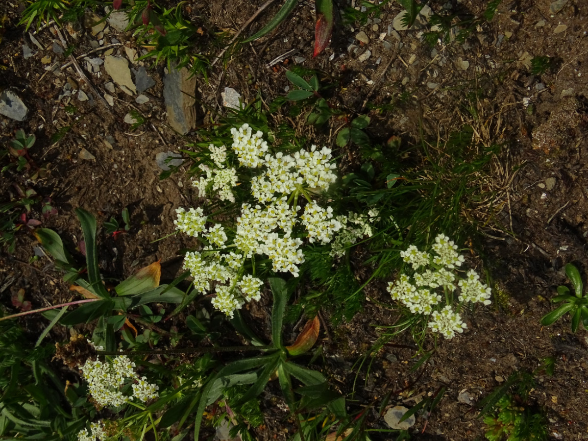 Chamaesciadium acaule.JPG