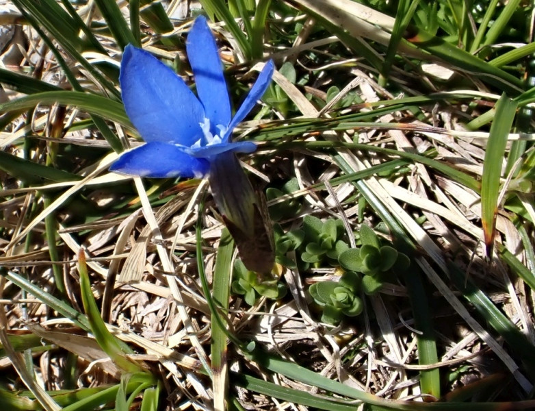 Gentiana orbicularis_2.jpg