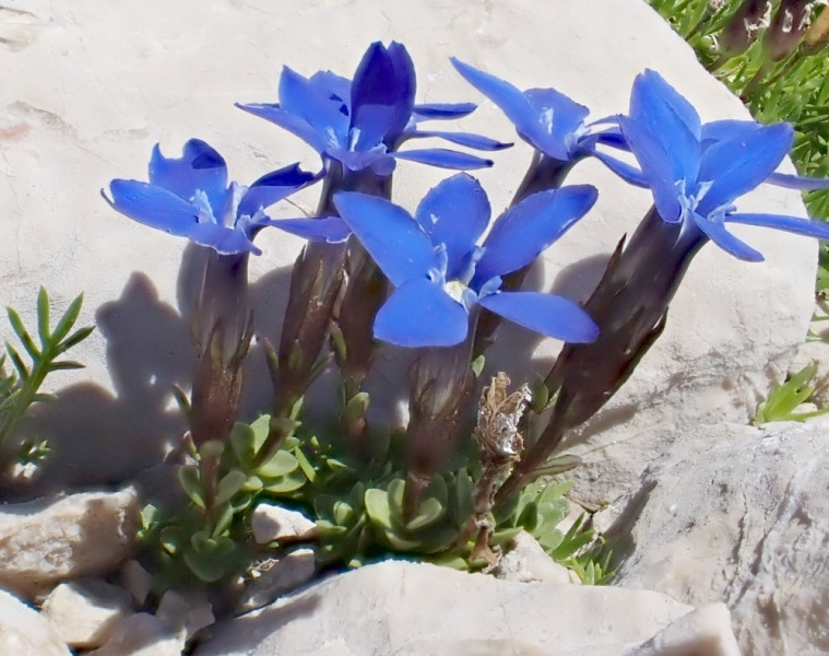 Gentiana orbicularis_5.jpg