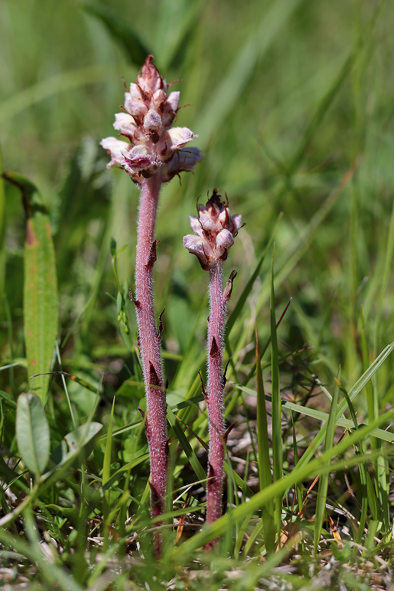 Orobanche_gracilis_forma_rosea_6164.jpg