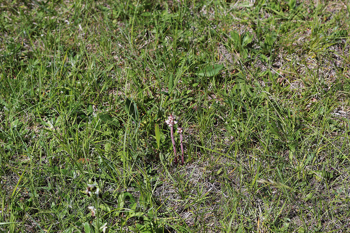 Orobanche_gracilis_forma_rosea_6168.jpg