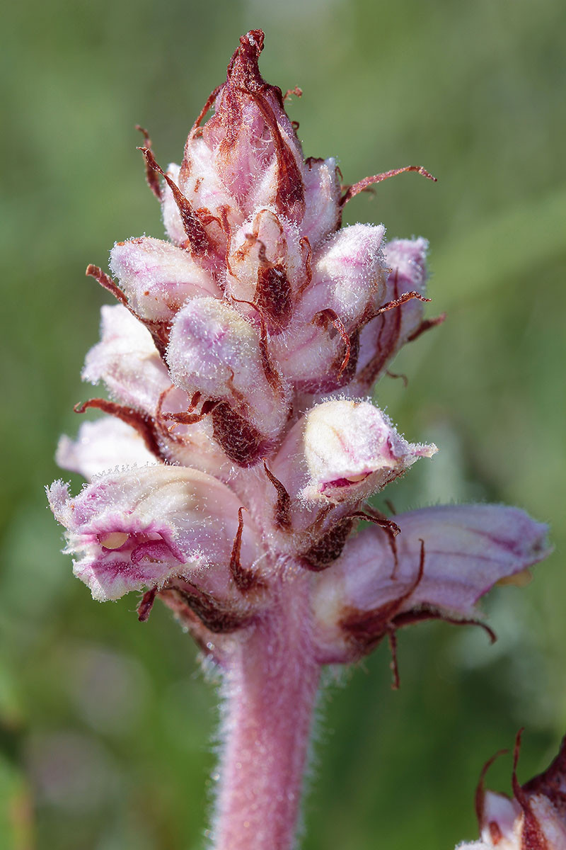 Orobanche_gracilis_forma_rosea_6170.jpg
