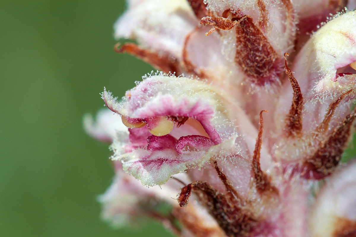 Orobanche_gracilis_forma_rosea_6174.jpg
