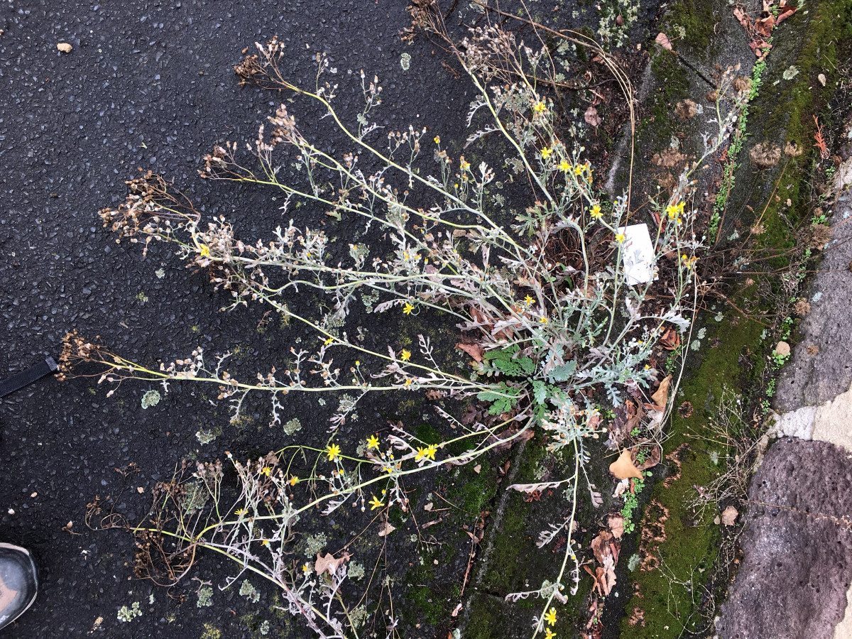 5418-234_Steinbach_Senecio_x_albescens_Habitus_IMG_4949_1512x2016.JPG