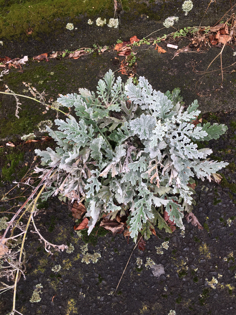 5418-234_Steinbach_Senecio_x_albescens_Rosette_IMG_4950_756x1008.jpg