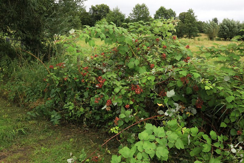 k-01_Rubus phoenicolasius_Habitus.JPG