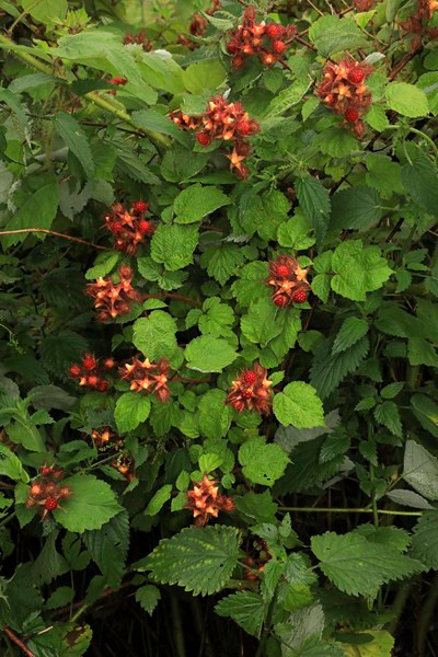 k-02_Rubus phoenicolasius_Habitus.JPG